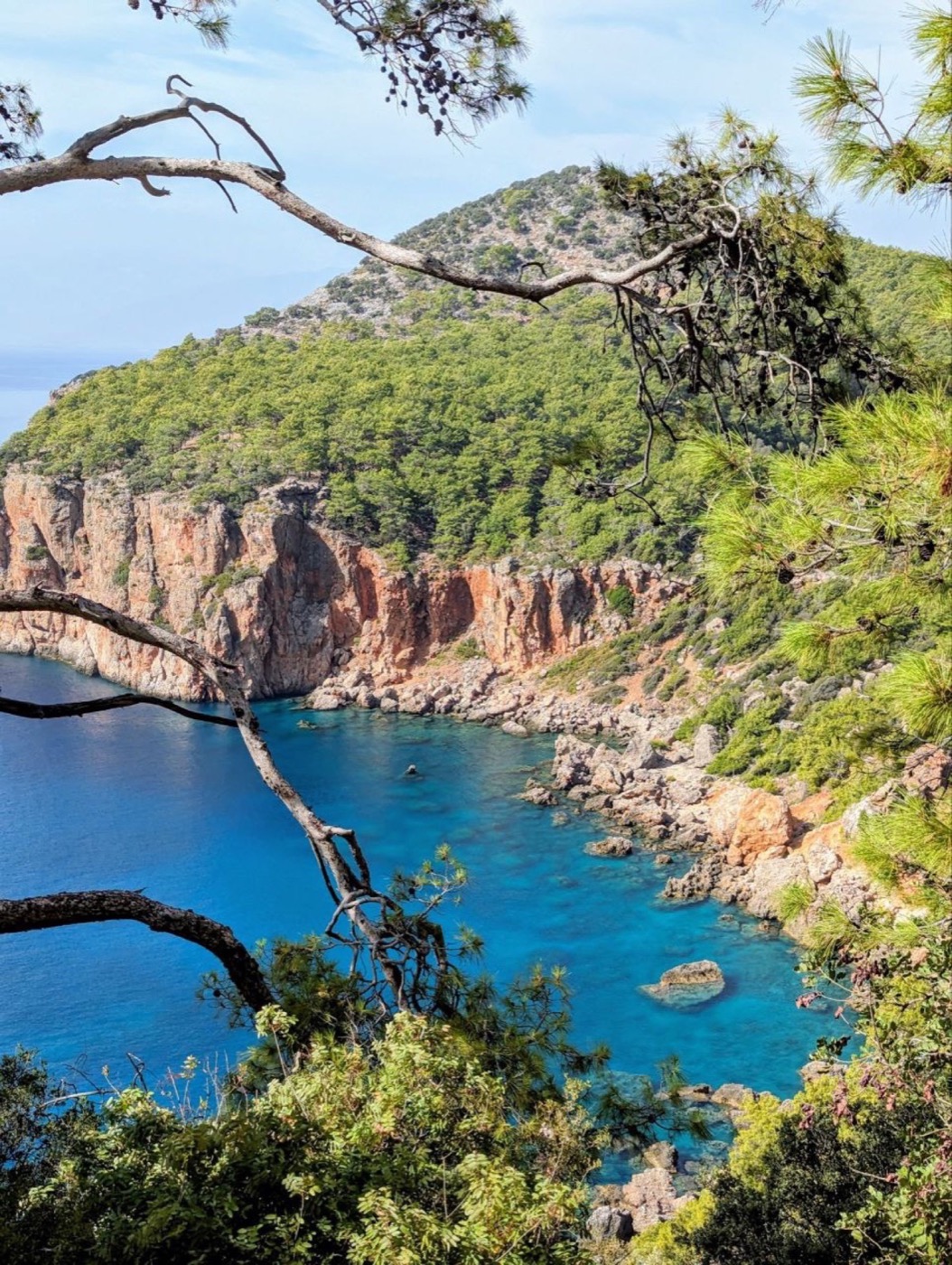 Picture 1 - Pine trees